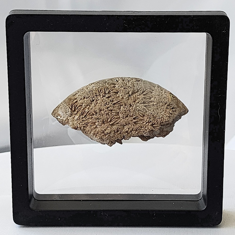 Late Cretaceous Period Coral Fossil Specimen Display ultra detail Rare North‎ MS